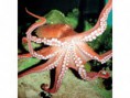 /album/galeria-de-fotos/polvo-jpg/